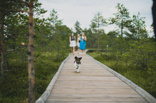 Paws for a Cause: Making Eco-Friendly Choices for Your Pets